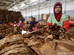 Kemasan Polos Persulit Konsumen Bedakan Rokok Legal dan Ilegal