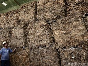 241 Pekerja Dapat BLT Dana Bagi Hasil Tembakau Rp 800 Ribu 241 Pekerja Dapat BLT Dana Bagi Hasil Tembakau Rp 800 Ribu