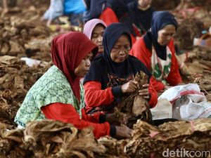 Kinerja Anjlok, Industri Tembakau Desak Cukai Tak Naik Kinerja Anjlok, Industri Tembakau Desak Cukai Tak Naik