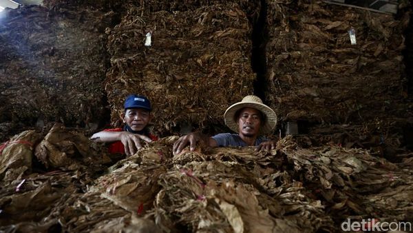 Aktivitas Buruh Rokok di Tengah Rencana Kenaikan Cukai
