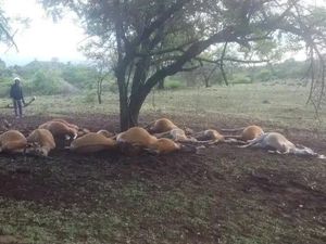 Belasan Sapi di Bima NTB Mati, Diduga Akibat Tersambar Petir Belasan Sapi di Bima NTB Mati, Diduga Akibat Tersambar Petir