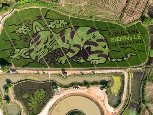 Top! Petani Ini Ubah Sawah Jadi Lukisan Kucing yang Menakjubkan