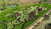 Gemas Banget, Kucing Raksasa Tidur di Sawah