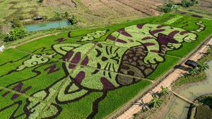 Gemas Banget, Kucing Raksasa Tidur di Sawah