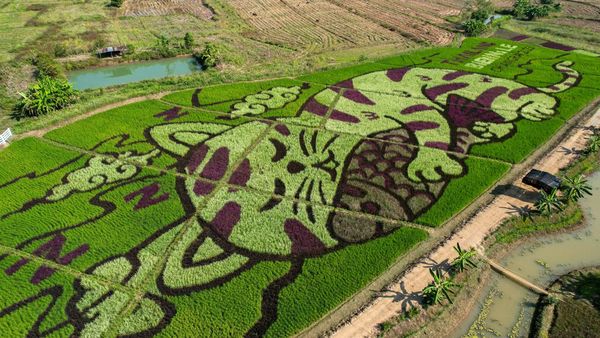 Gemas Banget, Kucing Raksasa Tidur di Sawah