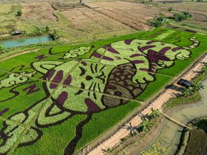 Gemas Banget, Kucing Raksasa Tidur di Sawah