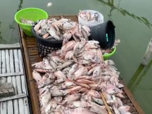 Ikan-ikan di Rawa Jombor Mati Mendadak, Ini Dugaan Penyebabnya Ikan-ikan di Rawa Jombor Mati Mendadak, Ini Dugaan Penyebabnya