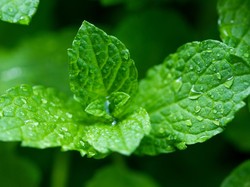 6 Tanaman yang Ampuh Usir Serangga dan Mudah Ditanam di Rumah