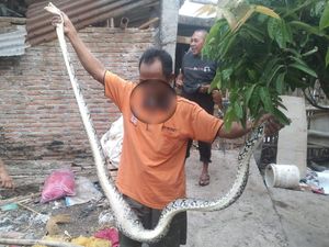 Mangsa Ternak Warga, Piton 2,5 Meter Ditangkap di Mipitan Solo