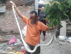 Mangsa Ternak Warga, Piton 2,5 Meter Ditangkap di Mipitan Solo
