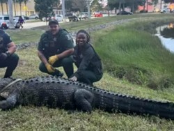 Geger Buaya Ukuran Besar Jalan-jalan Masuk Mal