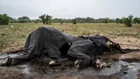 Pemandangan Memilukan Gajah Zimbabwe Mati Massal