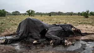 Pemandangan Memilukan Gajah Zimbabwe Mati Massal