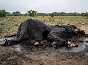 Pemandangan Memilukan Gajah Zimbabwe Mati Massal Pemandangan Memilukan Gajah Zimbabwe Mati Massal