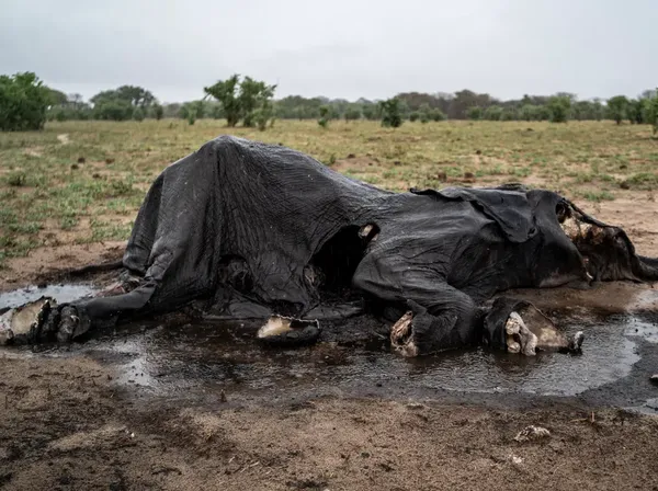 Pemandangan Memilukan Gajah Zimbabwe Mati Massal