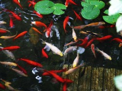 Ibu Pergi ke Toilet, Balita di Bali Tewas Tenggelam dalam Kolam Ikan Koi