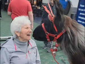 Cegah Stres di Musim Liburan, Bandara Ini Hadirkan Llama untuk Relaksasi