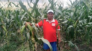 Petani Jagung Manis Siap Penuhi Kebutuhan Malam Pergantian Tahun