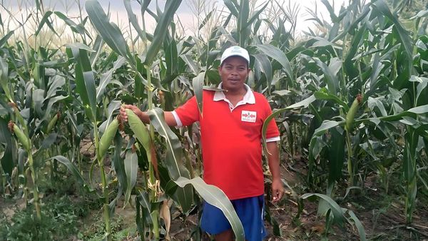 Petani Jagung Manis Siap Penuhi Kebutuhan Malam Pergantian Tahun