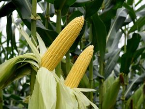 Umur Jagung Manis Siap Panen Berapa Bulan? Ini Cara Budidaya agar Cepat Berbuah