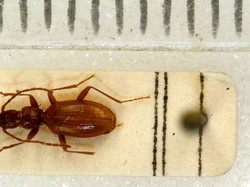 6 Langkah Efektif Membasmi Serangga di Kamar Mandi