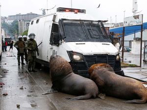 Singa Laut Hadang Mobil Polisi dalam Demo Nelayan di Chili