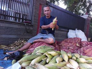 Cara Uye Sambut Pergantian Tahun Baru dengan Jualan Jagung Manis