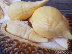 Durian Sitokong dari Antap Sari Brebes, Manis Pahitnya Bikin Nagih