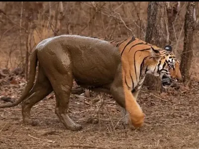 Awas! Foto Ini Bisa Kecoh Mata Meski Tanpa Editan Photoshop