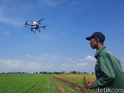 Canggih! Petani di Kudus Sewa Drone buat Semprot Padi: Efisien dan Merata