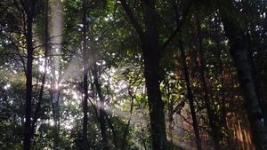 Magis! Pagi Terakhir Tahun 2023 di Hutan Kota UI