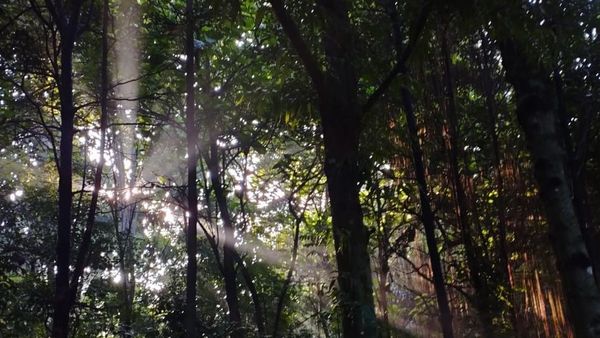 Magis! Pagi Terakhir Tahun 2023 di Hutan Kota UI