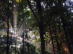 Magis! Pagi Terakhir Tahun 2023 di Hutan Kota UI Magis! Pagi Terakhir Tahun 2023 di Hutan Kota UI