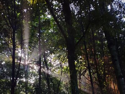 Magis! Pagi Terakhir Tahun 2023 di Hutan Kota UI