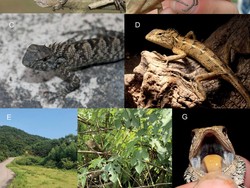 Ahli Temukan Spesies Kadal Baru di Asia, Punya Lidah Warna Jingga