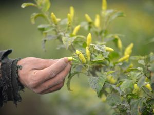 Pertanian Warga di Kaki Gunung Marapi Rusak Imbas Abu Vulkanik