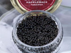 Ini Dia! 10 Jenis Caviar di Dunia yang Populer Sebagai Makanan Sultan