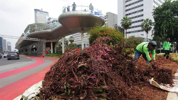 Tanaman di Bundaran HI Rusak Usai Perayaan Tahun Baru 2024