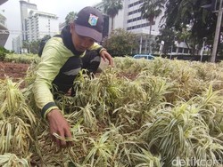 Pemprov DKI Targetkan Perbaikan Tanaman Rusak di Bundaran HI Rampung 3 Hari