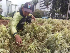 Pemprov DKI Targetkan Perbaikan Tanaman Rusak di Bundaran HI Rampung 3 Hari Pemprov DKI Targetkan Perbaikan Tanaman Rusak di Bundaran HI Rampung 3 Hari