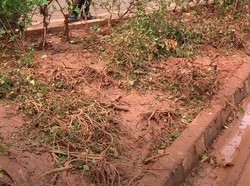 Penampakan Tanaman Rusak di Sekitar Bundaran HI Seusai Perayaan Tahun Baru