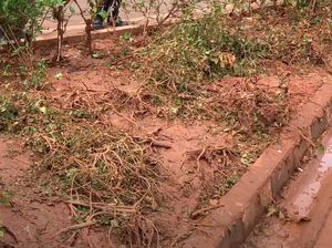 Penampakan Tanaman Rusak di Sekitar Bundaran HI Seusai Perayaan Tahun Baru Penampakan Tanaman Rusak di Sekitar Bundaran HI Seusai Perayaan Tahun Baru