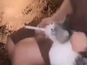 Video Wanita Paksa Kucing Merokok Direkam di Tebing Tinggi Desember 2023 Video Wanita Paksa Kucing Merokok Direkam di Tebing Tinggi Desember 2023