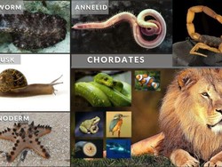 Hewan Selomata: Jenis dan Contoh Hewannya