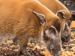 Mengenal Babi Sungai Merah, Hewan Teraneh yang Populasinya Menurun