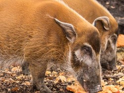 Mengenal Babi Sungai Merah, Hewan Teraneh yang Populasinya Menurun