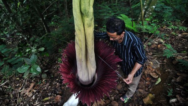Penampakan Bunga Bangkai Mekar Sempurna di Bengkulu