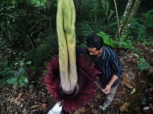 Penampakan Bunga Bangkai Mekar Sempurna di Bengkulu Penampakan Bunga Bangkai Mekar Sempurna di Bengkulu