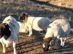 Marak Domba Dorper Ilegal, IADSA Imbau Beli Legal Jamin Kualitas Mutu