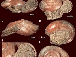 Penemuan Spesies Baru Siput Berusia 72 Juta Tahun, Selamat dari Kepunahan Massal